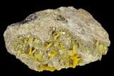 Orange Wulfenite Crystals on Quartz - Arizona #118966-2